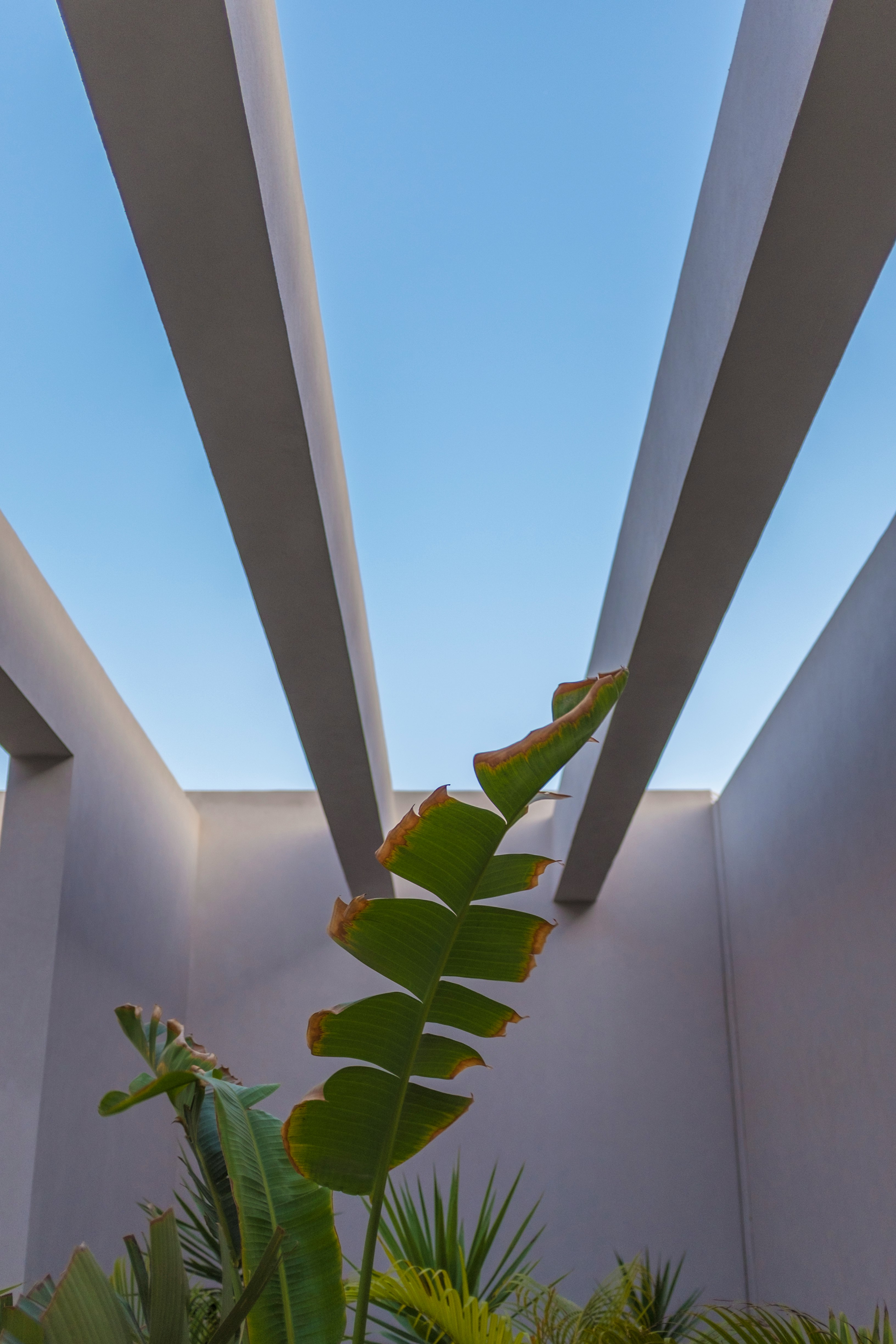 green leaf plant on white concrete wall